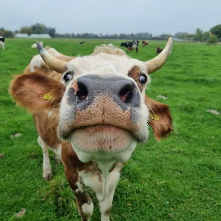 Alte Herrenhaus Auf Dem Bio-bauernhof Hébergement de vacances *
