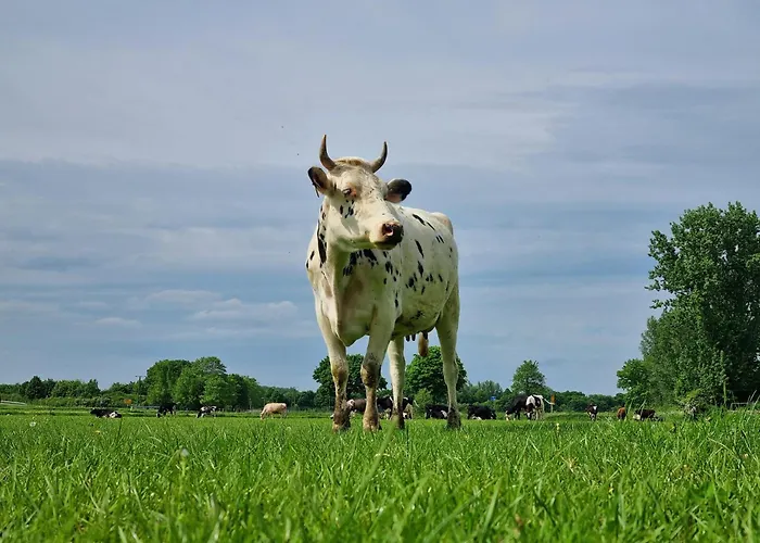 Alte Herrenhaus Auf Dem Bio-bauernhof * 凯沃拉尔