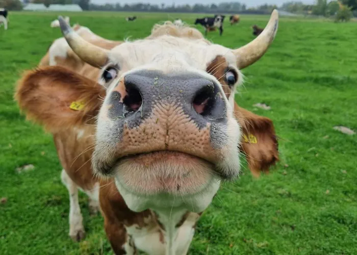 Alte Herrenhaus Auf Dem Bio-bauernhof Hébergement de vacances *